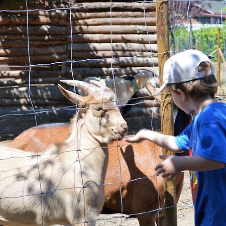 Casa Das Palmeiras-Pedagogic Farm Villa Mangualde Eksteriør billede