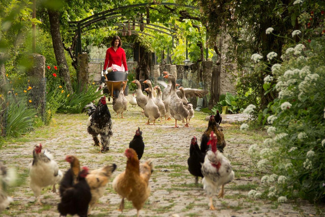 Casa Das Palmeiras-Pedagogic Farm Villa Mangualde Eksteriør billede