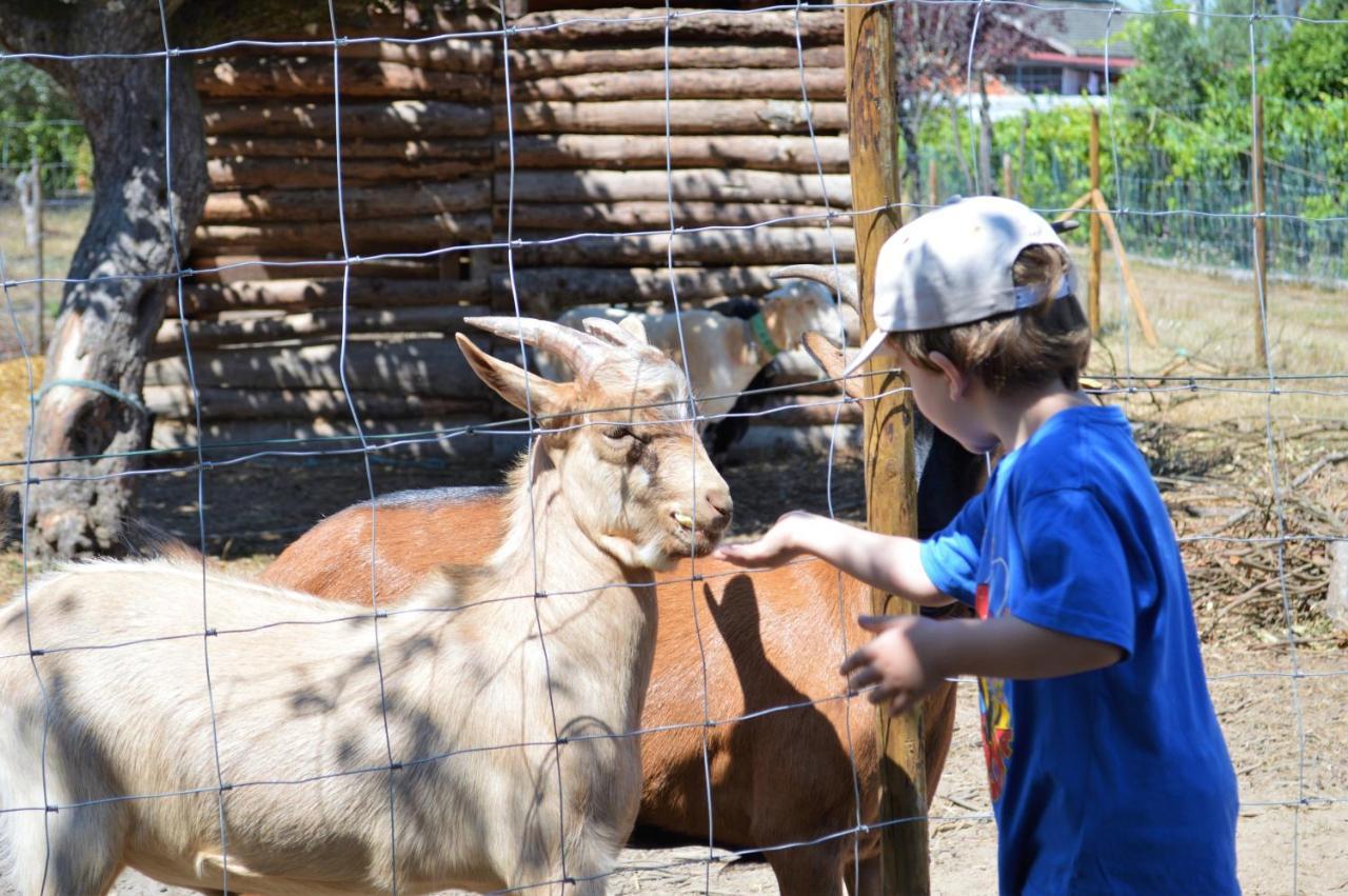 Casa Das Palmeiras-Pedagogic Farm Villa Mangualde Eksteriør billede