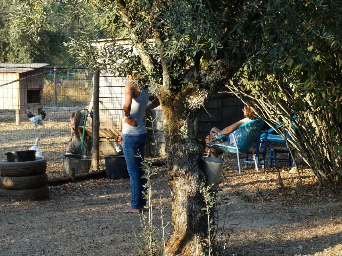 Casa Das Palmeiras-Pedagogic Farm Villa Mangualde Eksteriør billede