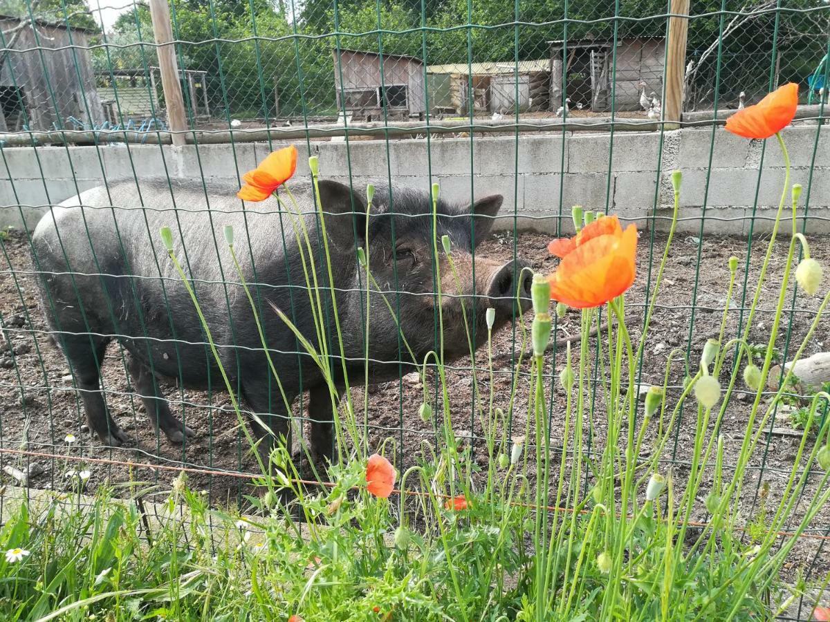 Casa Das Palmeiras-Pedagogic Farm Villa Mangualde Eksteriør billede